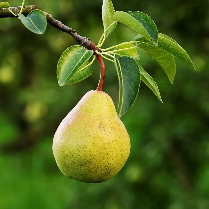 Pear hanging from branch